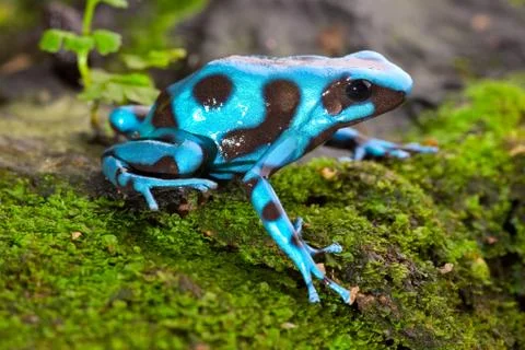Blue frog Stock Photos