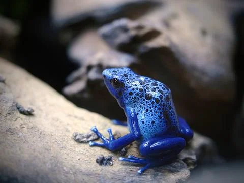 Blue frog Stock Photos