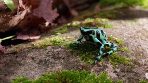 The Blue Frog Stock Photos