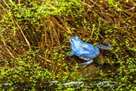 Blue frog in a puddle. Stock Photos