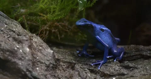 Blue Frog Sitting in the Jungle, on the Gray Bark of a Tree Stock Footage 62728840