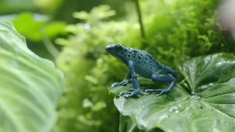 Blue frog sitting on a leaf in a tropical setting Stock Footage 328443836