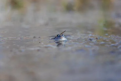 Blue frog on the surface of a swamp. The blue-tailed frog- rana arvalis at .. Stock Photos