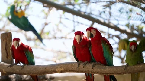 Blue Fronted Amazon and Macaws Taking Flight from Tree Branch Stock Footage 298824512