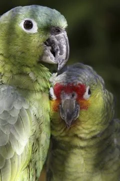 Blue-fronted amazon and yellow-cheeked amazon Stock Photos