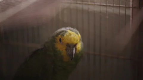 Blue-fronted amazon in a cage during the day Stock Footage 308534677