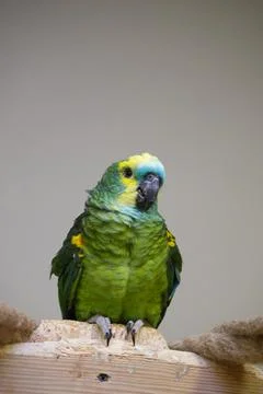 Blue-fronted Amazon green close-up indoors on a light background. Stock Photos