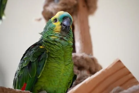 Blue-fronted Amazon green close-up indoors. Foto stock