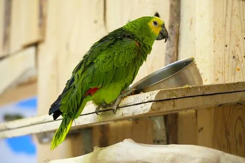 Blue-fronted Amazon green close-up indoors eat from metal bowl. Foto stock
