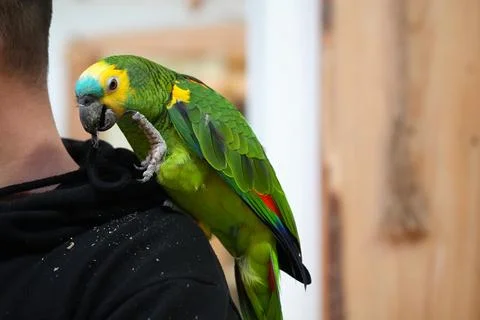 Blue-fronted Amazon green parrot sitting on the man's shoulder and gnaws cl.. Stock Photos