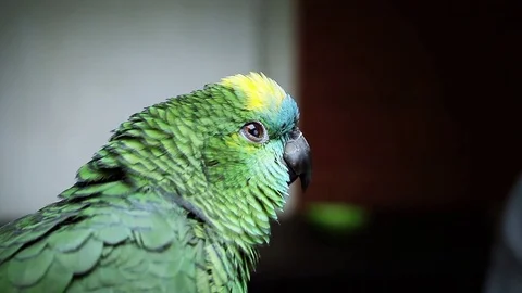 A Blue-fronted Amazon Parrot (Amazona aestiva). Close Up. 스톡 동영상 82912013