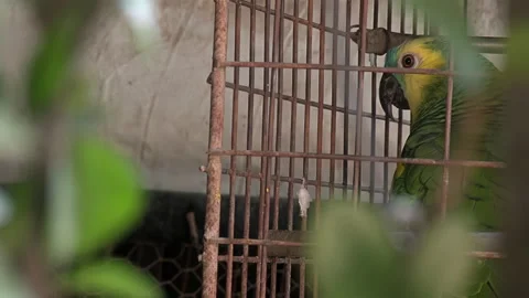 Blue-Fronted Amazon Parrot in A Cage. Close Up.   Stock Footage 246153112