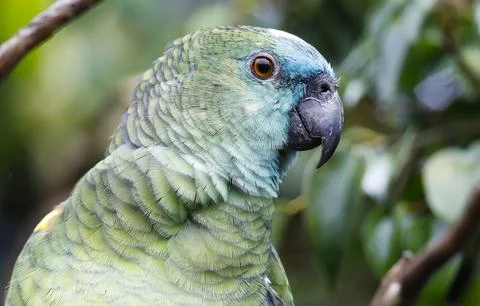 Blue Fronted Amazon Parrot, Cape Town, South Africa - 23 Apr 2018 Stockfoto's