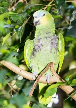 Blue-fronted Amazon Parrot Closeup of a exotic Amazona aestiva parrot (blu... Stock Photos