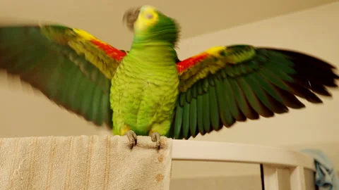 Blue-fronted amazon parrot enjoys shower in bathroom in 4K VIDEO. 스톡 동영상 146523766