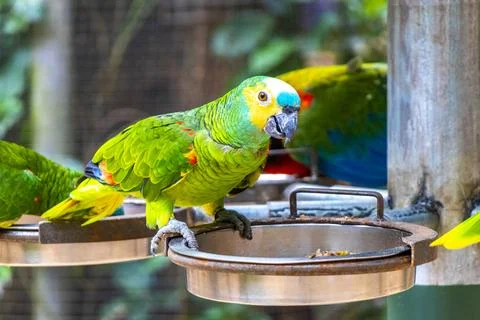 Blue Fronted Amazon Parrot Feeding At Wildlife Station In Brazil. Stock Photos