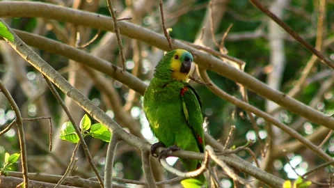 Blue fronted amazon parrot 스톡 동영상 131562863