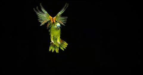 Blue-Fronted Amazon Parrot or Turquoise-Fronted Amazon Parrot, amazona aest.. Stockfoto's