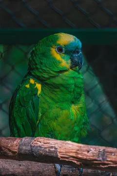 Blue-Fronted Amazon Parrot or Turquoise Fronted Amazon Parrot Foto stock