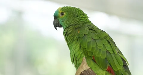 Blue-Fronted Amazon Parrot Perched Close Up Showing Turquoise Head and Green Stock Footage 341548026