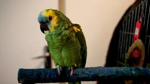 Blue fronted Amazon parrot sitting on a perch 스톡 동영상 92454292