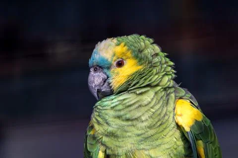 The Blue-fronted Amazon, a vibrant parrot, eats fruits, seeds, and nuts. This Stock Photos