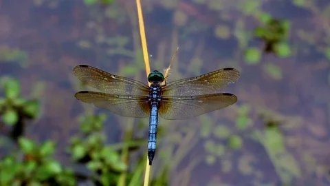 Blue Fronted Dancer damselfly sitting by a creek, then flying away quickly. Vídeo Stock 75653079