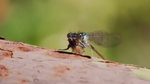 Blue fronted dancer Dragonfly eating another insect Video stock 105687216