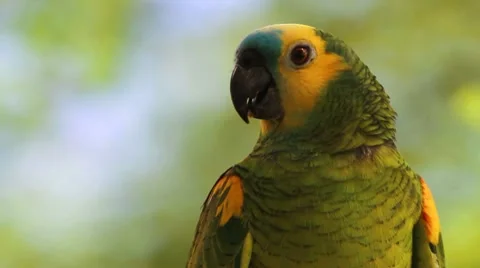 Blue fronted Parrot Stock-Footage 7749307