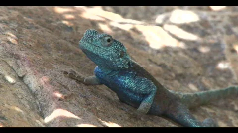 Blue Gecko Video stock 593829