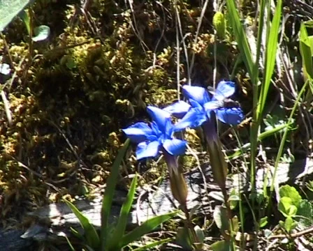 Blue Gentian Vídeo Stock 71013