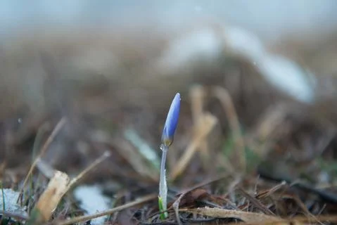 Blue gentle snowdrop in the spring Stock Photos