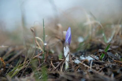 Blue gentle snowdrop in the spring Stock Photos