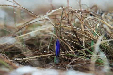 Blue gentle snowdrop in the spring Stock Photos