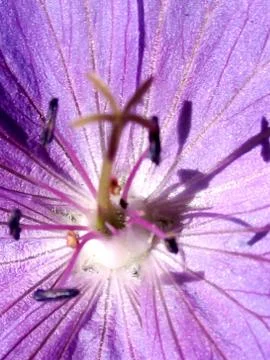 Blue Geranium Flower 1 Stock Photos