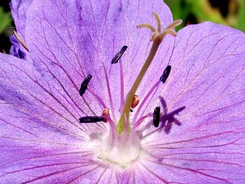 Blue Geranium Flower 2 Stock Photos