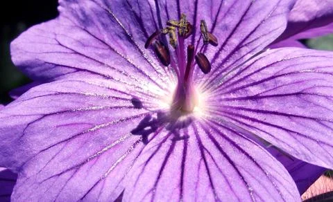 Blue Geranium Flower 3 Stock Photos