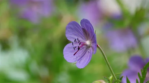 Blue geranium flower Stock Footage 68102859