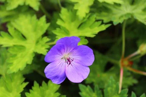 Blue geranium in the garden Stock Photos