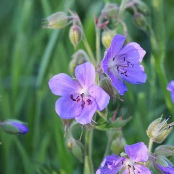 Blue Geranium pratense flower. Geranium pratense known as the meadow crane's- Stock Photos