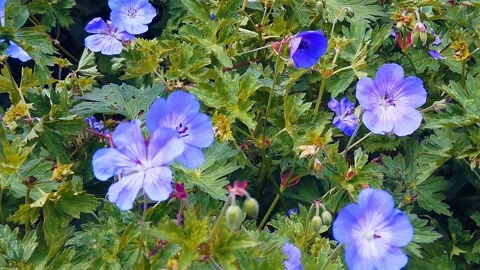 Blue geraniums flowering 库存影片 245805990