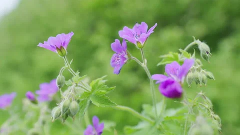 Blue geraniums flowers under the summer sunlight. Meadow flower. Wild geranium Stock Footage 202920174