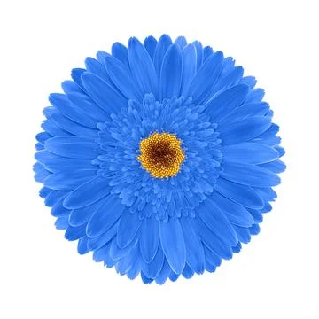 Blue gerbera flower macro isolated on transparent background. Realistic Gerber Stock Illustration