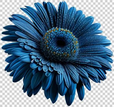 Blue gerbera Stock Photos