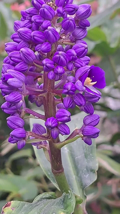 Blue Ginger Plant with Flowers Stock Footage 293697526