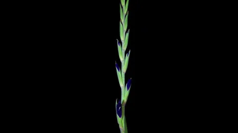 Blue gladiolus blooming timelapse Stock Footage 23980669