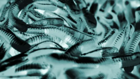 Blue glinting microorganisms. Not moving, dead viruses under microscope Stock-Footage 129826100