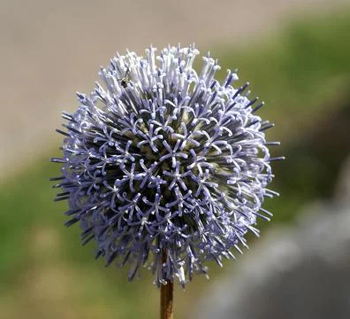 Blue globe thistle close up. Stock-Fotos