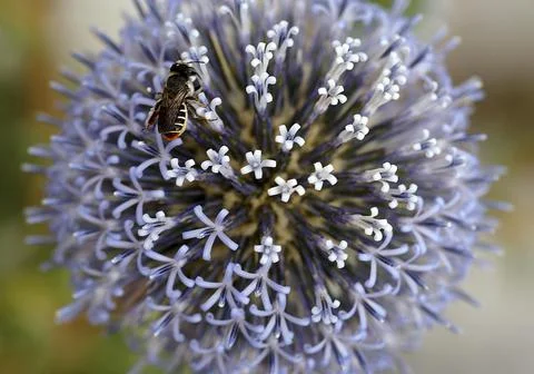 Blue globe thistle close up. Stock Photos