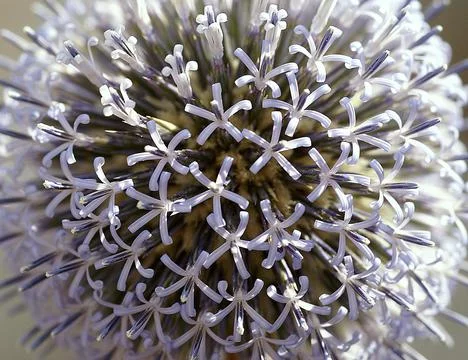 Blue globe thistle close up. Stock Photos